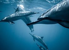 kaiyun-CBA-多人得分上双 上海久事战胜深圳马可波罗